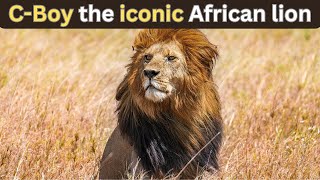 The Story Of C Boy   The African Lion Who Challenged Death.