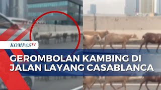 Viral! Gerombolan Kambing Melintas di Jalan Layang Casablanca, Jaksel