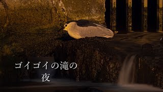 【ゴイサギ】ゴイゴイの滝の夜とカルガモ親子【Night Heron】