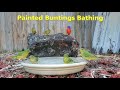 Painted Buntings Bathing in Slow Motion