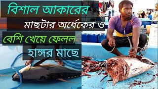 80 কেজি ওজনের মাছটা অর্ধেকেরও বেশি খেয়ে ফেলল হাঙ্গর 🦈 মাছে