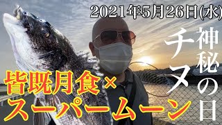 【浜名湖】数十年に一度の最強の大潮！激流と強風で誰もいない釣り場でヘチ釣りをしてチヌを釣る！2021年5月26日大潮 スーパームーン 皆既月食 陸っぱり