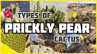 Types of Prickly Pear Cactus