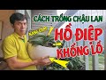 Mẹo Trồng Lan Hồ Điệp Vào Chậu Sứ Trồng Cây Mà Không C.H.Ế.T | #MêLanTV