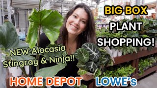 NEW Alocasia Stingray \u0026 Ninja at HOME DEPOT!! Big Box Plant Shopping Lowe's \u0026 Home Depot in Michigan