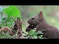 エゾリス　胡桃を探して駆けめぐる　2023.8　 ヤマゴロウの花鳥諷詠