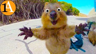 Quokkas - Die glücklichsten Tiere im Internet