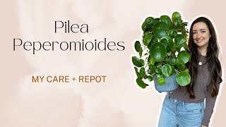 All about my Pilea Peperomioides Plant! Care tips and Repotting!