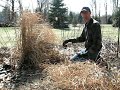 how to cut back an ornamental grass in the spring in saratoga springs ny