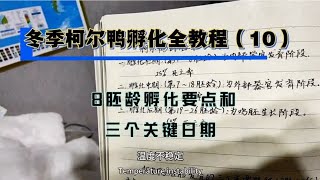 冬季柯尔鸭孵化全教程（10），8胚龄孵化要点和三个关键日期