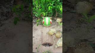 Best Unique DIY Underground Bird Trap - #shorts -#Creative Bird Trap - #Trap Bird