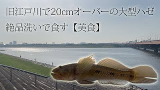 旧江戸川で20センチ越えの大型ハゼをつって洗いにして食べたよ