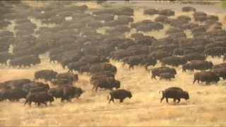Buffalo herd wows South Dakota crowd