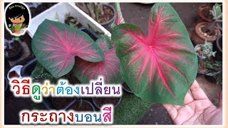 วิธีเปลี่ยนกระถางให้บอนสี ดูอย่างไรว่าต้องเปลี่ยนกระถางแล้ว สูตรดินปลูกบอนให้ใบมีสีสันสวยงาม