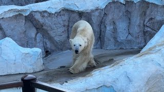 イコロくんの様子をお届け【‎2024年‎11月13日】【上野動物園】ホッキョクグマ