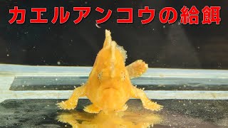 ＜プチ動画＞カエルアンコウの給餌