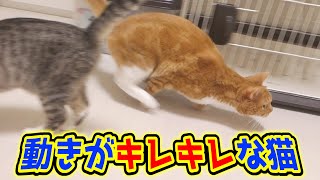 猫ズが大興奮するボール。毎日飽きずにこのテンションで遊んでいます。