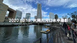 20201018大岡川河口水中撮影