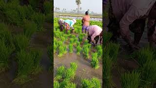 తొలి కోడి కూయగ🌾🌾🌾