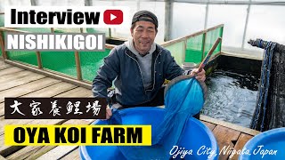 Show me the Nishikigoi.OYA KOI FARM