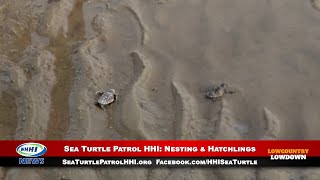 WHHI NEWS | Nesting & Hatchlings | Sea Turtle Patrol HHI | Lowcountry Lowdown | August 2022 | WHHITV