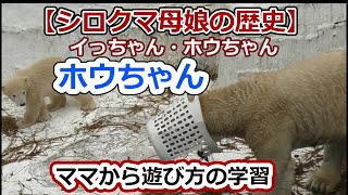 【シロクマ母娘の歴史２】ママから遊び方を学習するホウちゃん💗【天王寺動物園】