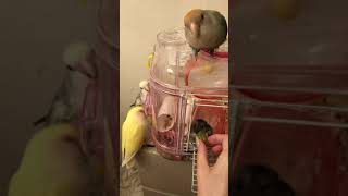 全員集合！ハムスター、インコ