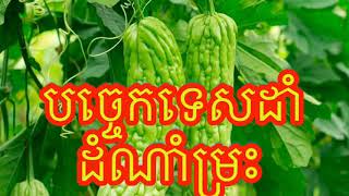 បច្ចេកទេសដាំដំណាំម្រះ