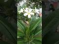 Singapore Graveyard Flower Plant / Plumeria Obtusa / Frangipani / Plumeria Champa White Champa Plant