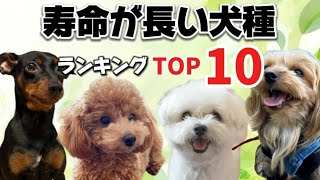 驚きの事実！平均寿命が長い犬種ランキングトップ10