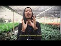 vlog belanja tanaman di philippines untuk project mega paludarium