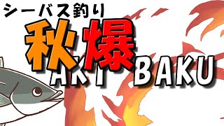 【シーバス】山陰、秋の爆釣を見よ