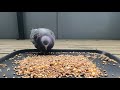 Long version of pigeons eating daily seeds