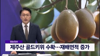 제주산 골드키위 수확…재배면적 증가