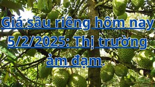 Giá sầu riêng hôm nay 5/2/2025: Thị trường ảm đạm.