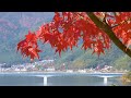 2021 河口湖の紅葉 2 南岸エリア（大池公園・八木崎公園・小曲展望広場周辺） 4k kawaguchiko autumn_leaves mtfuji