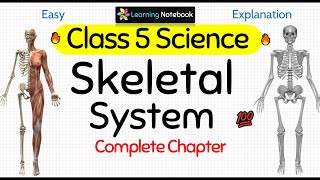 Class 5 Science Skeletal System