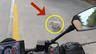 野良の子犬が道路に飛び出してバイクを妨害し、男に助けを求めていた。