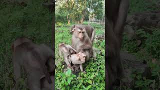 lovely-Monkey FLORIN baby😍😂HV4 #shorts #animals #viral #shortsvideo #monkey #dog #cat