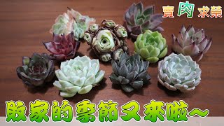 【賣肉求榮】Vol.47 多肉開箱．敗家的季節，吃土的節奏！๓薇閣๓succulent多肉花園0918