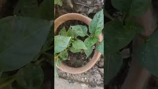 Capsicum  germination