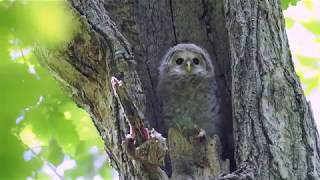 エゾフクロウの幼鳥（4k撮影）