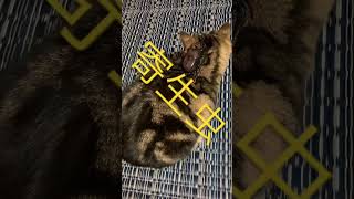 寄生虫を寄生させたい【我が家の猫図鑑】#shorts #猫 #猫動画 #ねこ動画