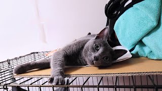 【猫動画】嫁の気を引きたいロシアンブルー【russianbule】Attractive Russian Blue