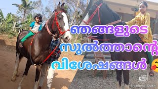 #Home horse#ഞങ്ങളുടെ സുൽത്താന്റെ(കുതിര )വിശേഷങ്ങൾ 🐴🥰#കുതിരവളർത്തൽ Malayalam#