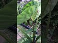 Elephant Ears Taro Dasheen Edible Plants #viral #short #growingwithflor #shorthack