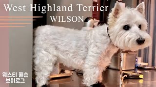 Westie Wilson #56 “Black Shoes” 윌슨이와 까만 신발 #westie #웨스티 #cutedog