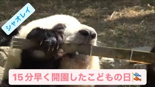 15分早く開園したこどもの日のシャオくんとレイちゃん　2023.05.05【午前】 Cute panda twins