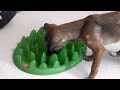 Dog product review - Green feeder