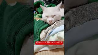 幸せの白猫 #まるちゃん #ブルーアイ #保護猫